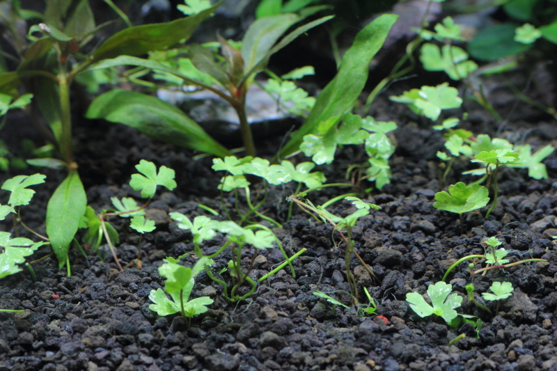 植栽直後　オーストラリアン ノチドメ